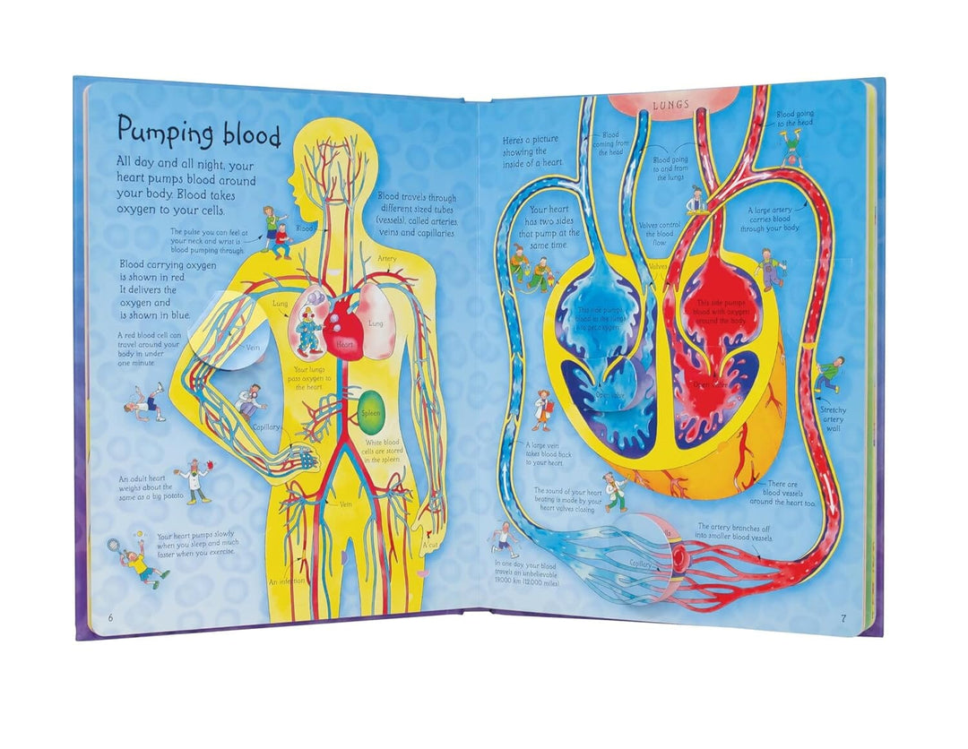 An Usborne Flap Book: See Inside Your Body: With Over 50 Flaps to Lift by Katie Daynes & Colin King - Ages 6+ - Board Book