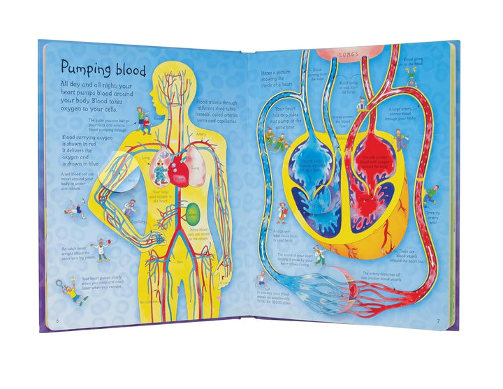 An Usborne Flap Book: See Inside Your Body: With Over 50 Flaps to Lift by Katie Daynes & Colin King - Ages 6+ - Board Book