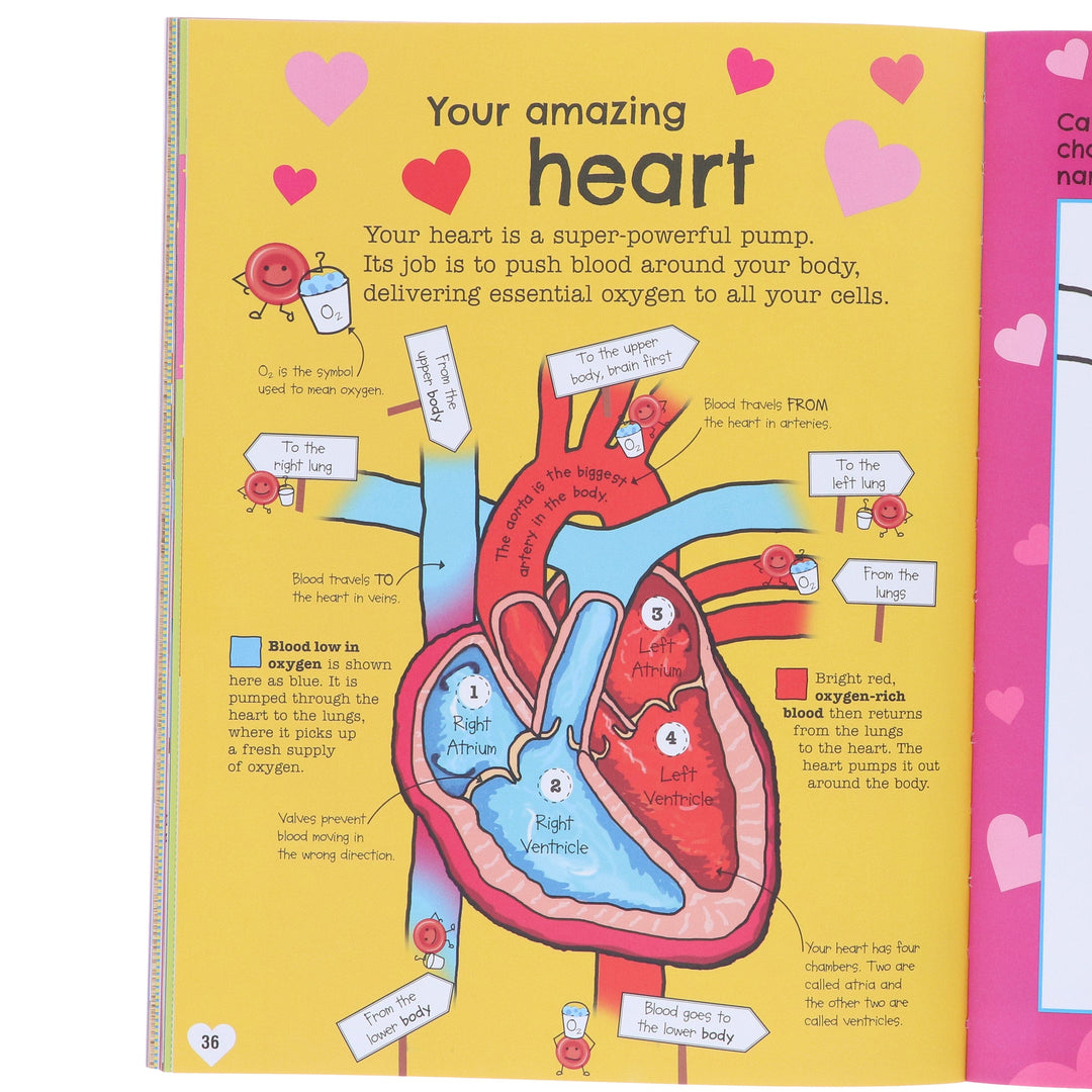 The Fact-Packed Activity Book: Human Body by DK - Ages 5+ - Paperback