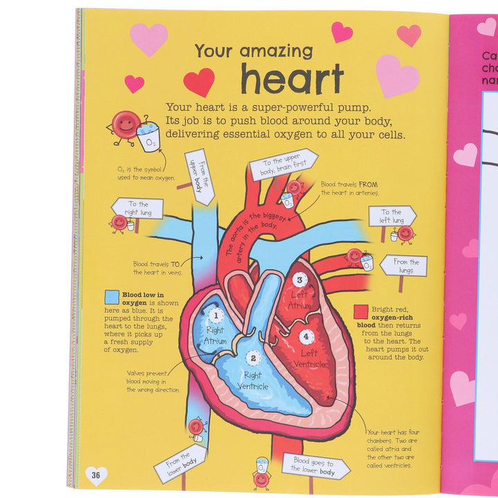 The Fact-Packed Activity Book: Human Body by DK - Ages 5+ - Paperback