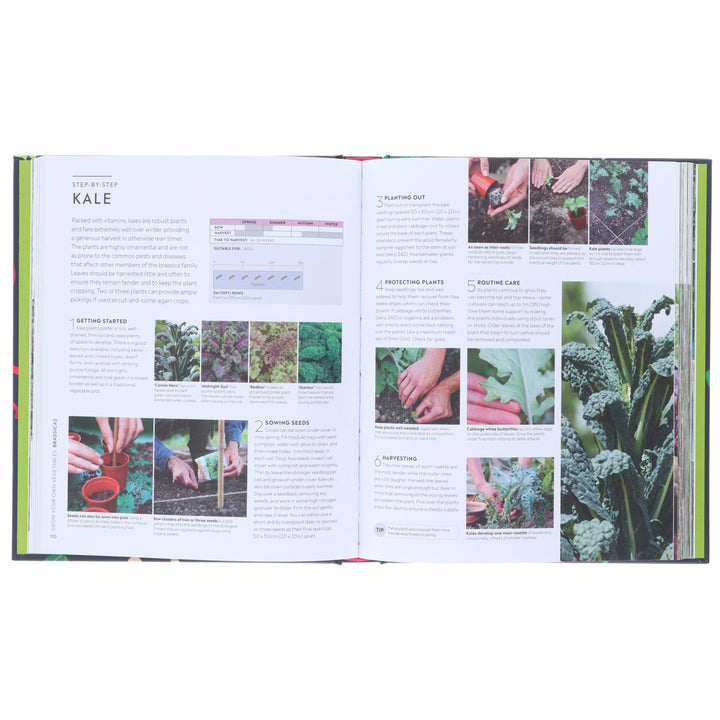 RHS Step-by-Step Veg Patch: A Foolproof Guide to Every Stage of Growing Fruit and Veg by Lucy Chamberlain - Non Fiction - Hardback