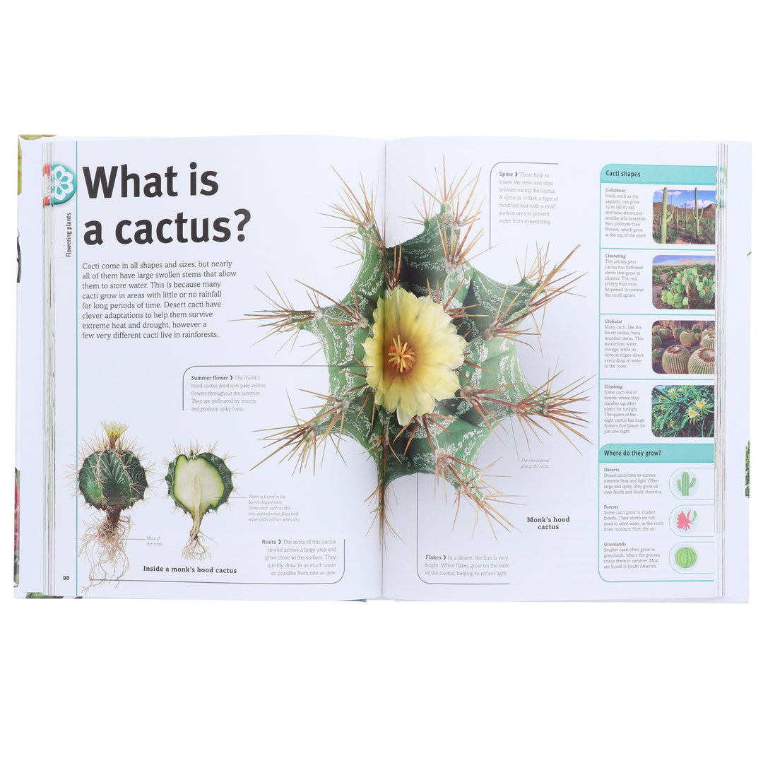 Our World in Pictures: Trees, Leaves, Flowers & Seeds: A visual encyclopedia of the plant kingdom by DK - Non Fiction - Hardback
