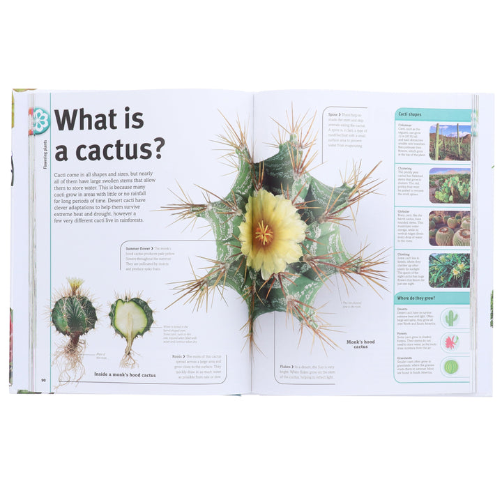 Our World in Pictures: Trees, Leaves, Flowers & Seeds: A visual encyclopedia of the plant kingdom by DK - Non Fiction - Hardback