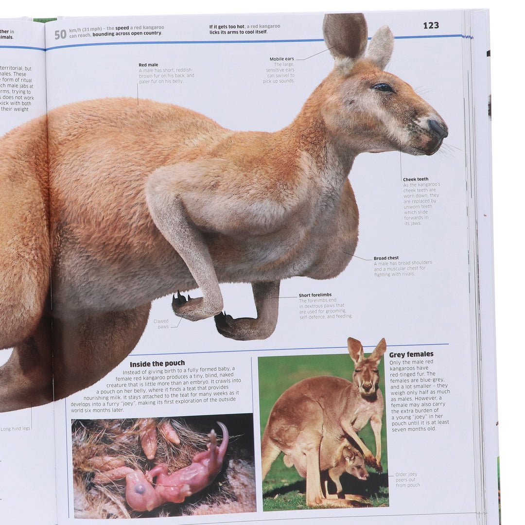 Knowledge Encyclopedia Animal!: The Animal Kingdom As You've Never Seen it Before: by DK - Ages 9+ - Hardback