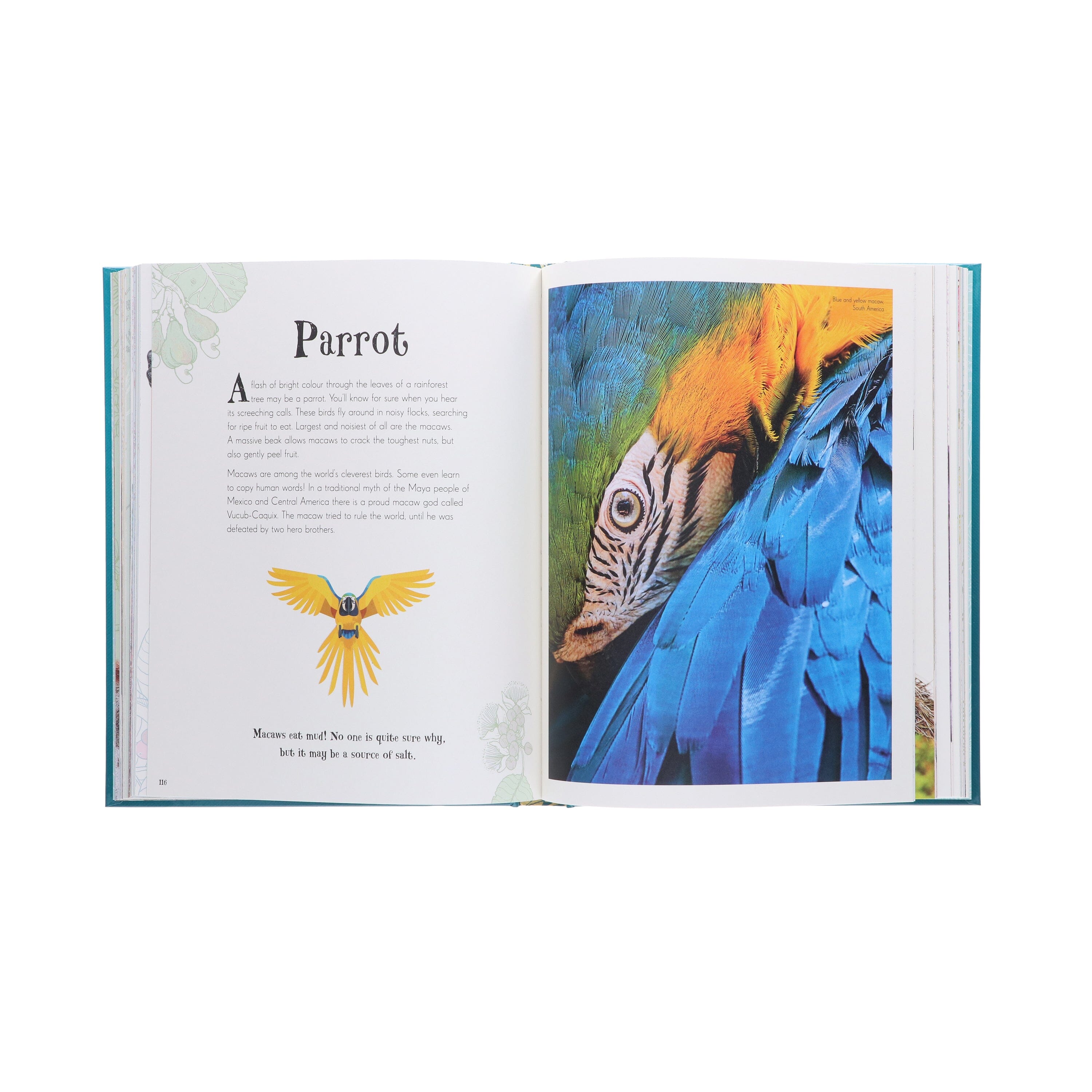 An Anthology of Intriguing Animals by Ben Hoare (DK Children's